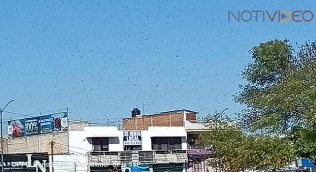 Enjambre de abejas ataca a varias personas en el Obelisco a Lázaro Cárdenas