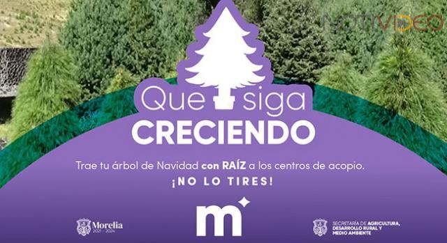 Aún hay tiempo para rescatar tu árbol navideño