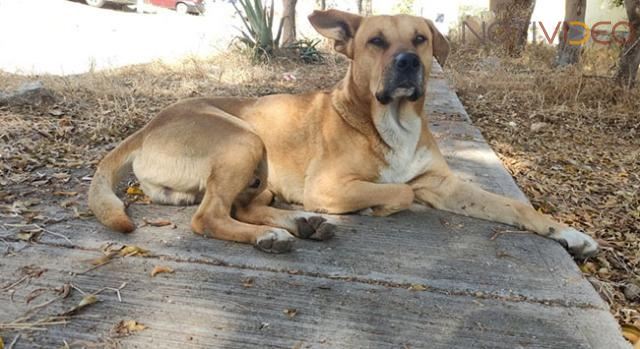 Esterilizaciones a mascotas continúa en Morelia 