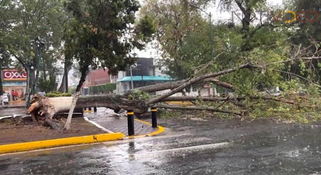 Tormenta derriba árboles en Morelia 