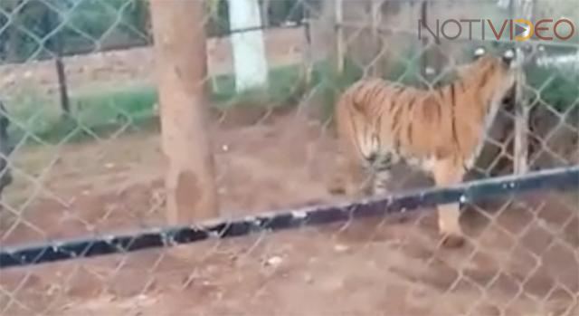 Hombre es atacado por un tigre cuando lo alimentaba en Peribán