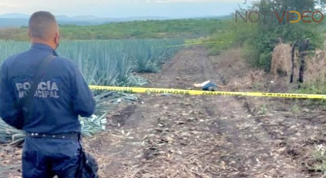 Asesinan a una persona en un predio sembrado de maguey