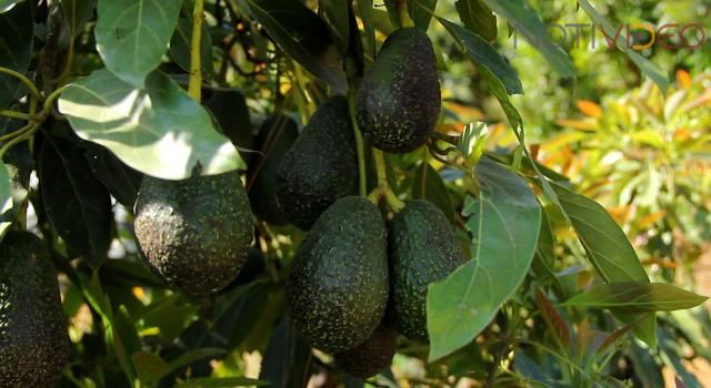 Preocupación en empacadores y productores de aguacate por suspención en la exportación a EU