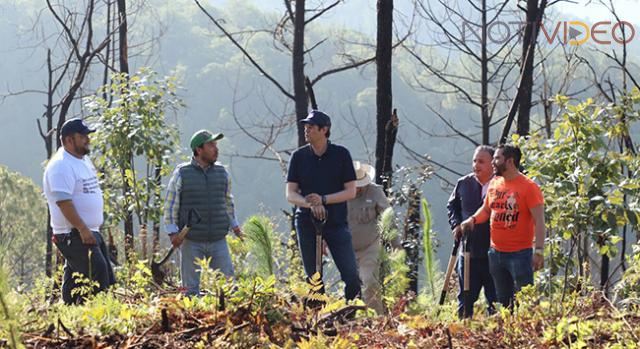 Con reforestación, recuperamos nuestros bosques en Morelia: Alfonso Martínez