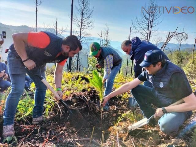 Va Morelia por la protección y rescate del zapote prieto, árbol endémico 