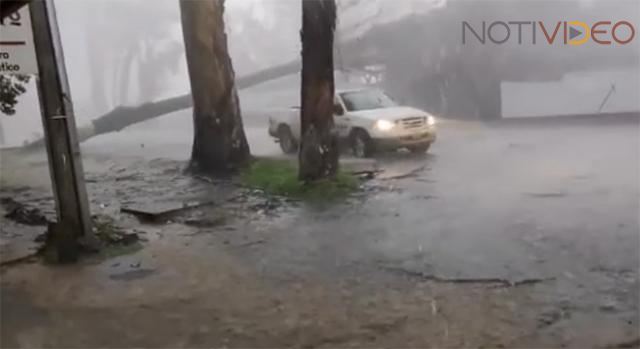 Chofer se Salva de ser Aplastado por un Árbol Gigante