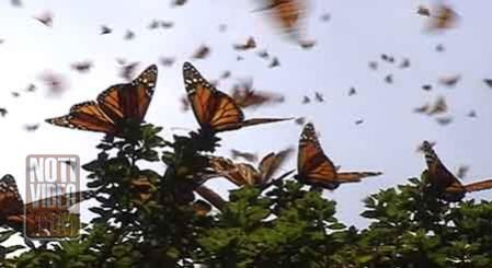 Fenómeno migratorio de mariposa monarca en riesgo