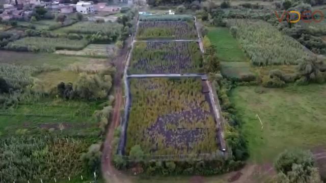 Comunidades indígenas de Michoacán, ejemplo de conservación de recursos naturales  