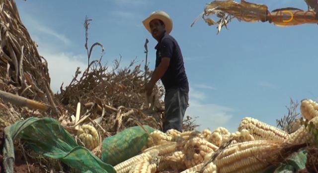 La sequía afecta a productores agrícolas de Michoacán 