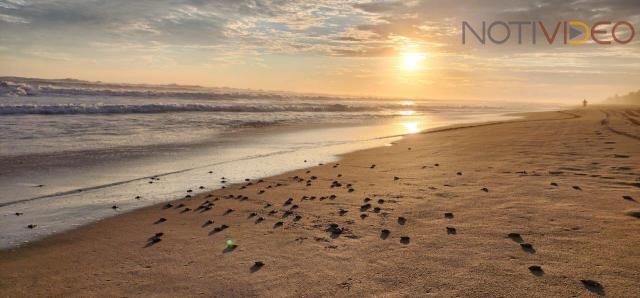 Mañana inicia la liberación de tortugas marinas en Playa Azul: Sectur