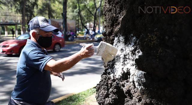 Gobierno Municipal interviene áreas verdes en camellones de avenida Camelinas