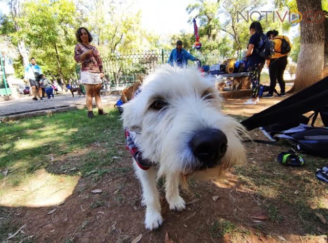 Centro de Atención Animal lleva a cabo 