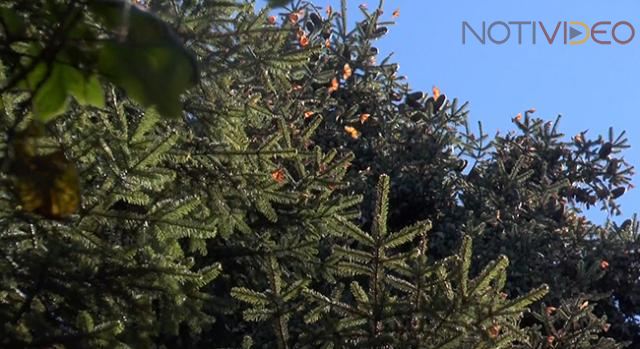 Arriba Mariposa Monarca a santuarios de Michoacán