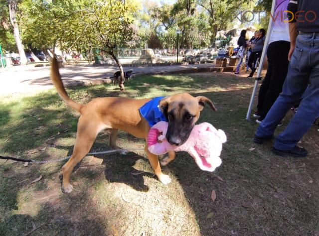 Invita CAA a evitar compra de mascotas como regalos navideños