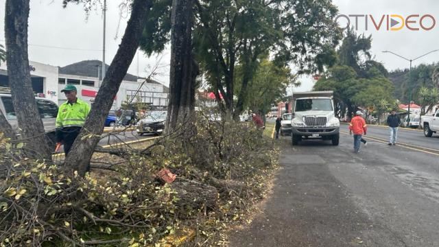 Brigadas municipales retiran árbol que cayó en Avenida Camelinas